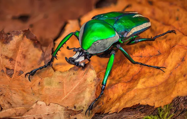 Macro, orange, green, background, leaf, beetle, insect, brilliant