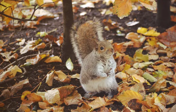 Autumn, leaves, animal, protein