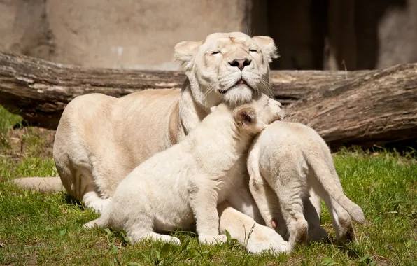 Cats, family, lioness, white lions, lion, cubs