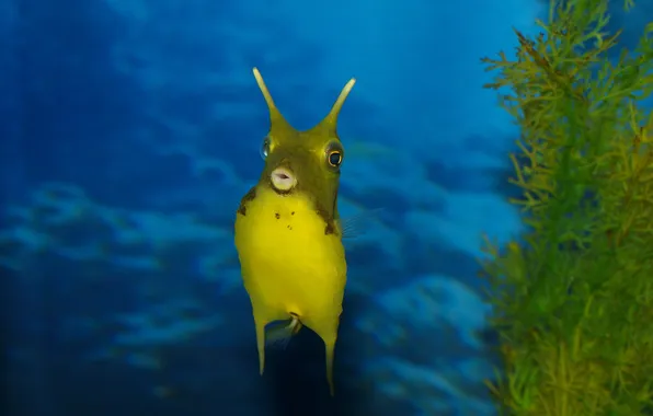 Sea, horns, the boxfish