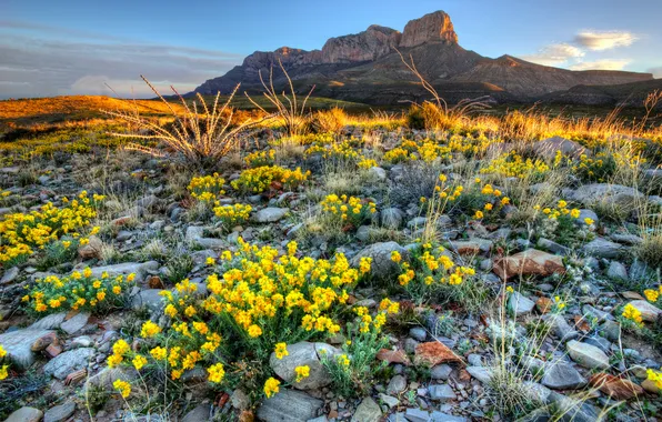 The sky, flowers, mountains, stones, dawn