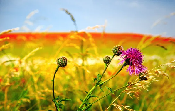 Field, flower, the sky, meadow, weed