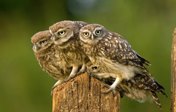 Birds, nature, owls