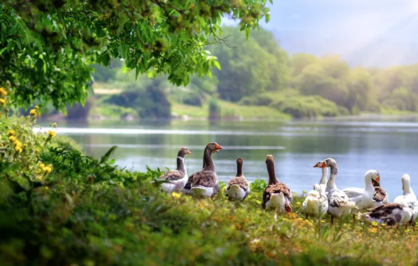 Greens, summer, grass, the sun, rays, birds, branches, fog