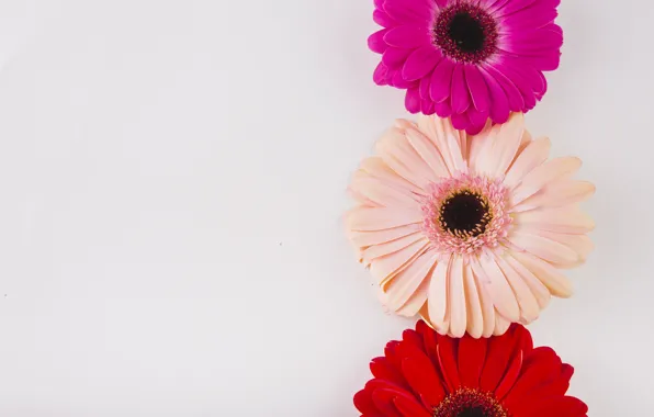 Picture flowers, background, gerbera