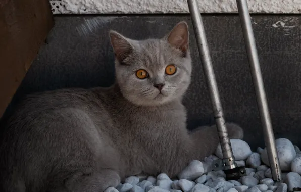 Cat, cat, look, face, metal, pipe, pose, stones