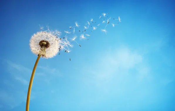 Flower, the sky, background, dandelion
