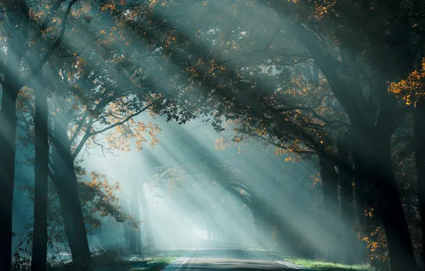 Picture autumn, night, fog