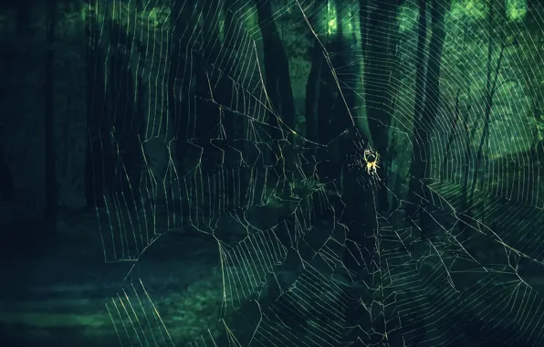 Picture background, web, spider