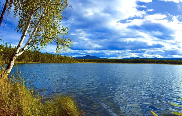 Grass, water, nature, birch