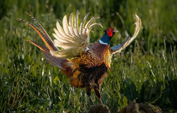 Grass, nature, pose, bird, wings, stroke, pheasant