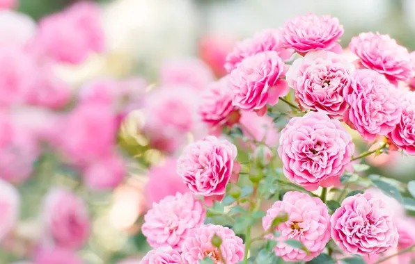 Picture roses, buds, bokeh