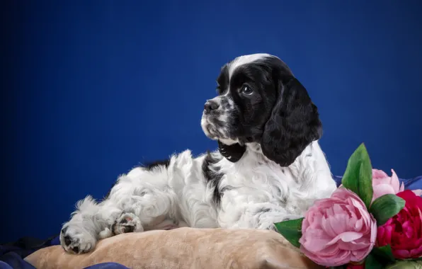 Picture flowers, puppy, Spaniel