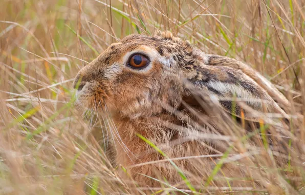 Picture grass, look, face, close-up, grey, background, hare, ears
