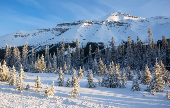Winter, forest, the sky, the sun, snow, trees, mountains