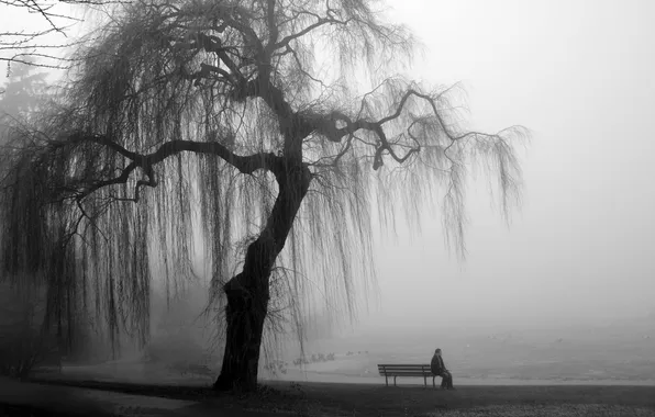 Tree, mediocrity, shore, shop, male, IVA