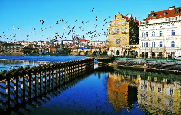 Picture birds, river, home, Prague, Czech Republic, Vltava