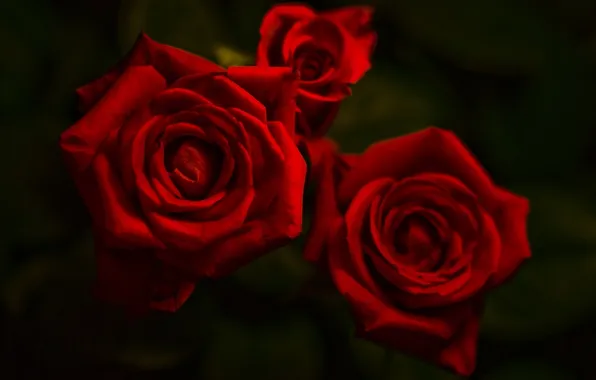 Flowers, Rose, black background