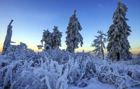 Winter, snow, trees, landscape