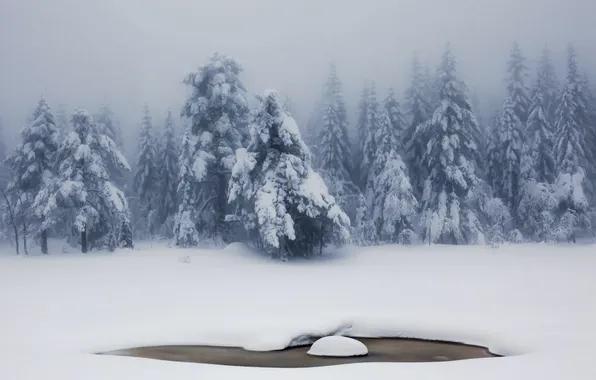 Picture winter, snow, nature, fog