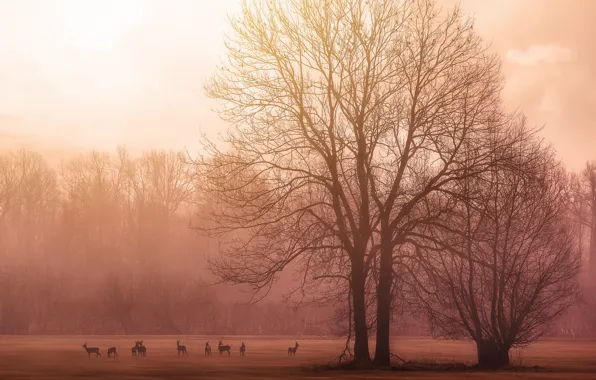 Trees, birds, morning, sunrise, dawn, branches, deer, wildlife