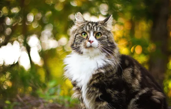 Cat, cat, look, light, nature, fluffy, bokeh
