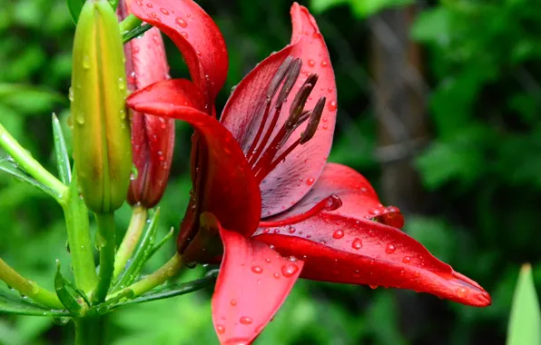 Macro, nature, Lily, garden, red, flowering, crimson, cottage