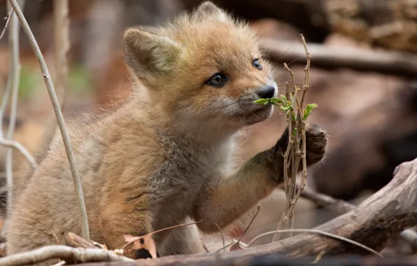 Nature, Fox, Fox