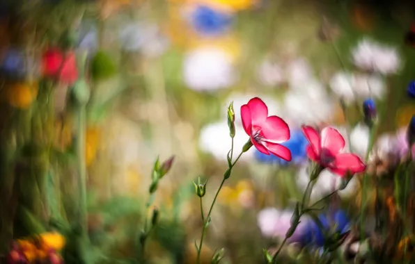 Flowers, meadow, pink, bokeh