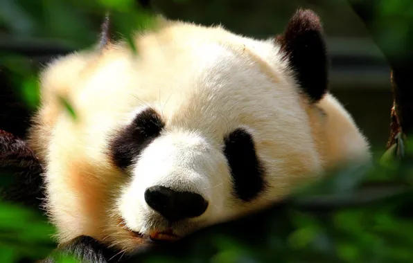 Face, portrait, bear, Panda, sleeping, lies