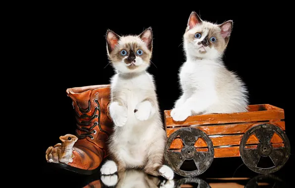 Kittens, truck, a couple, black background, stand, shoes, Natalia Lays, Scottish straight