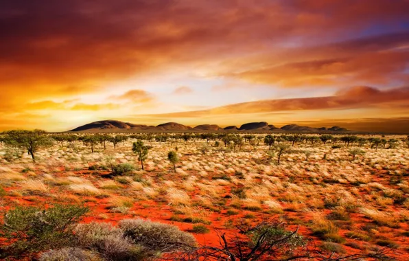 Picture orange, nature, background, plants, Desert