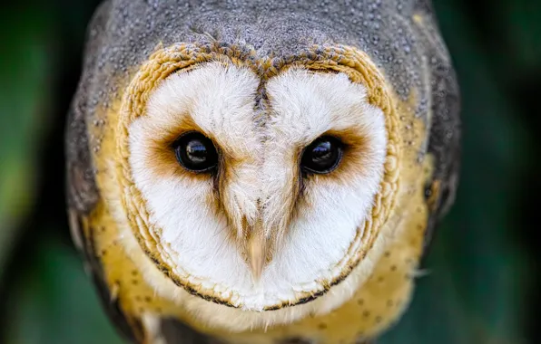 Eyes, owl, bird, beak