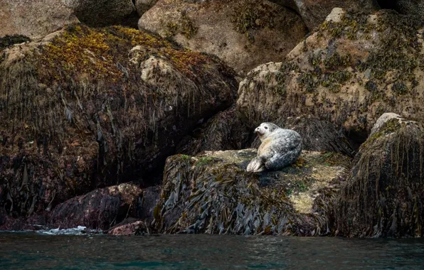 Picture the dark background, seal, sea, algae, rocks, stones
