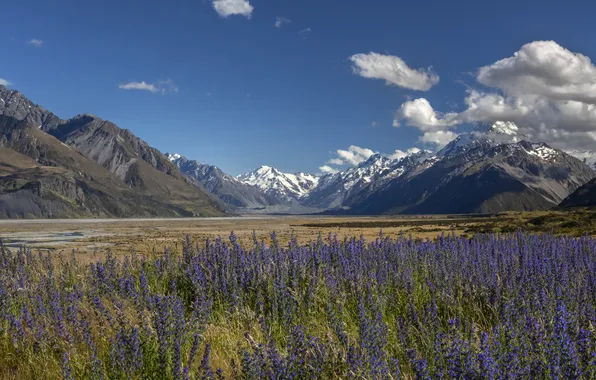 Field, summer, the sky, clouds, flowers, mountains, blue, the slopes