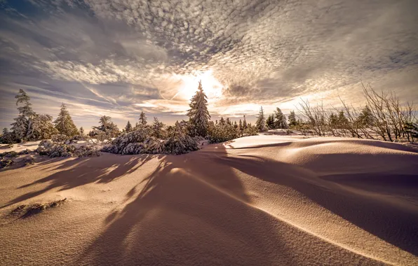 Picture winter, forest, the sky, the sun, clouds, light, snow, branches