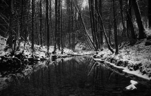 Winter, forest, pond, black and white