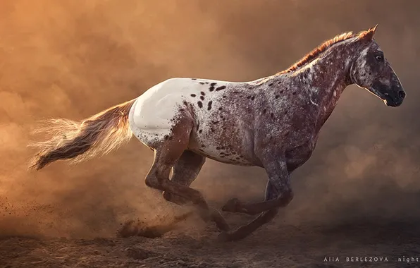 Speed, american, horse, native, appaloose, nose pierces
