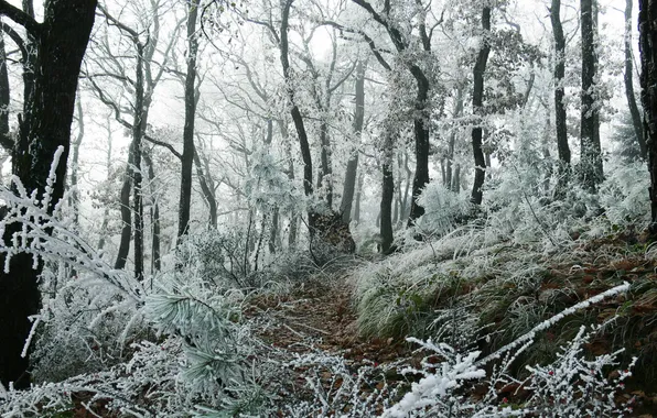 Frost, forest, grass, trees
