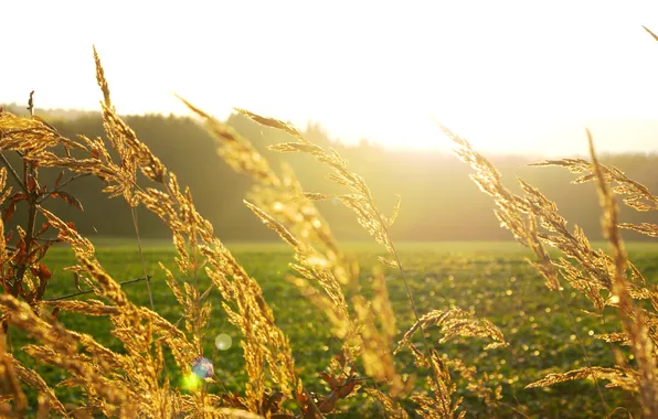 Field, summer, the sun, rays, light, nature, spikelets, day