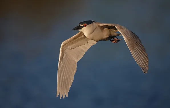 Flight, background, bird, grey Heron