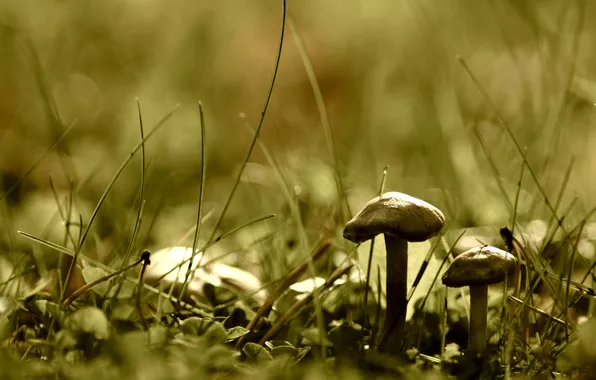 Greens, grass, macro, nature, earth, mushroom, plants