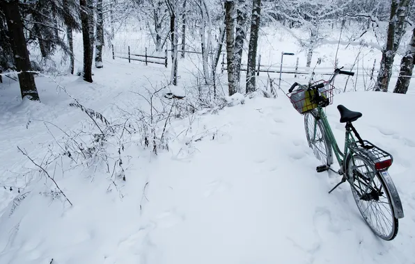 Picture walk, Bike, winter forest