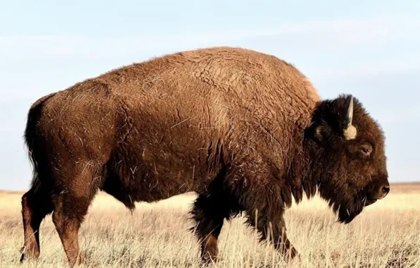 Picture usa, canada, animal, wildlife, bison
