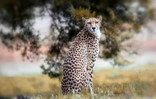 Picture nature, background, Cheetah