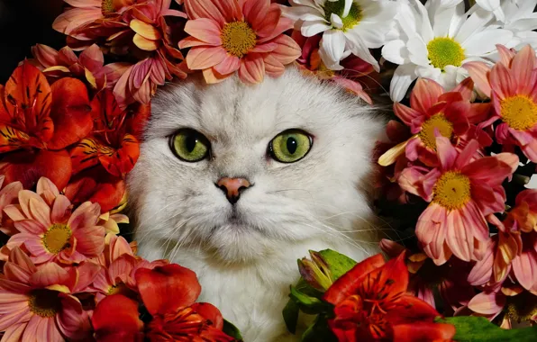 White, flowers, red, Cat