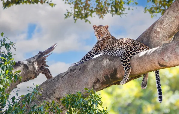 The sky, tree, foliage, leopard, lies