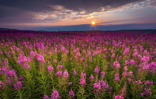 Picture flowers, the evening, meadow, Ivan-tea