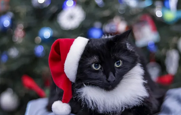 Cat, cat, look, pose, black, portrait, Christmas, New year