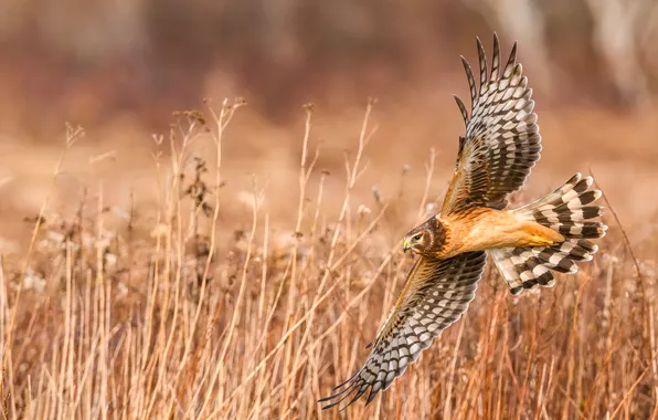 Field, look, flight, bird, stems, predatory, bokeh, LUN